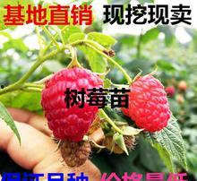 黑树莓视频,揭秘神秘果实背后的奇幻世界