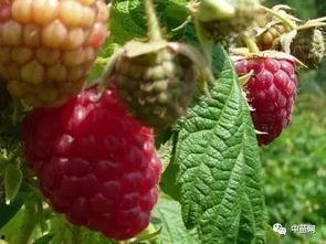 黑树莓视频,揭秘神秘果实背后的奇幻世界