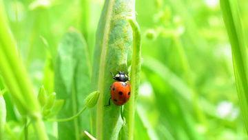 用树枝打屁股视频,传统教育方式再引争议
